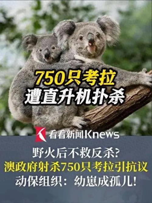 澳大利亚扑杀750只山火幸存考拉 引动物保护争议